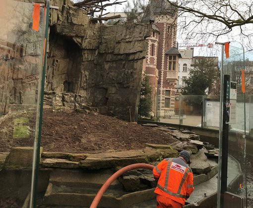Reinigen van het Mandrilapen-verblijf in de Antwerpse Zoo